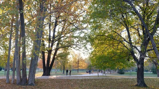 time lapse of trees in the park in autumn sunset and people walking 