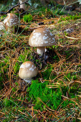 The European Blusher