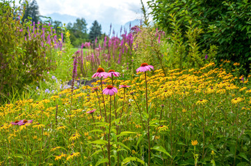 meadow with yellow and purple echinacea flowers - obrazy, fototapety, plakaty