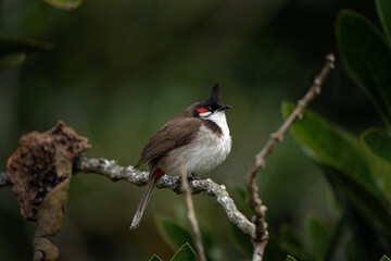 Red whiskered bulbul in the forest. Bird watching in Mauritius. Bird sitting on the branch.