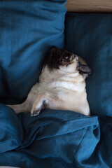 Pug dog laying in bed