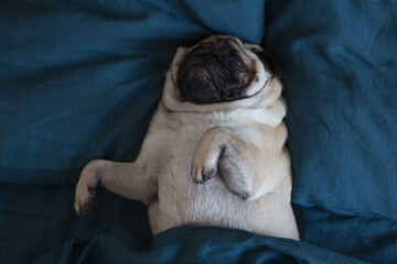 pug dog lying on pillows
