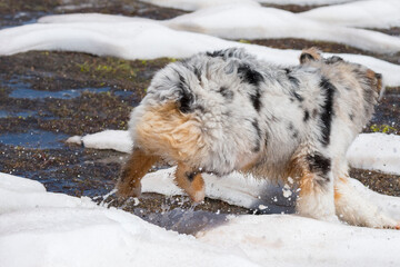 Obraz premium blue merle Australian shepherd dog runs on snow in Trentino Alto Adige in Italy