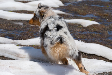 blue merle Australian shepherd dog runs on snow in Trentino Alto Adige in Italy