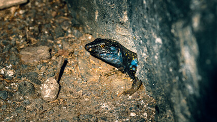 Die Kanarische Eidechse ein Tierporträt.