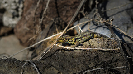 Die Kanarische Eidechse ein Tierporträt.