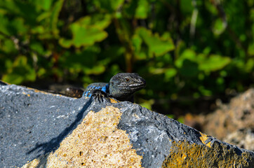 Die Kanarische Eidechse ein Tierporträt.