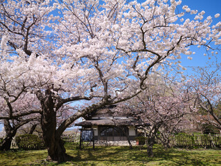 松前城の桜