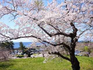 松前城の桜