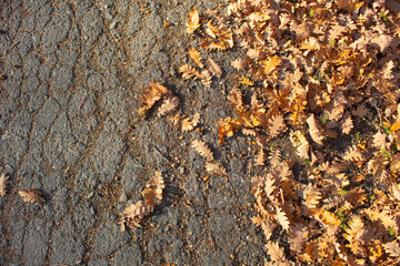 Leaves on a country road. Autumn natural concept.