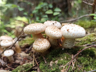 White small mushrooms close up in the forest