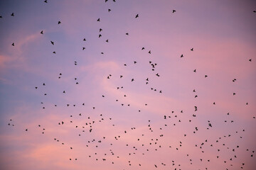 Groupe d'oiseaux qui vole