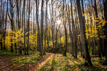 Sunny autumn day. Autumn Park. Orange foliage of trees and park paths. Natural autumn landscape