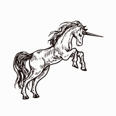 Unicorn, hand drawn doodle sketch, ink drawing illustration
