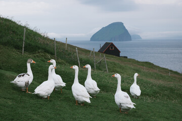 Geese in the Faroe Islands