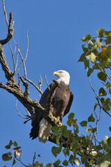 Bald eagle at White Rock Lake, Dallas, Texas.