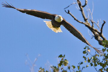 Bald eagle at White Rock Lake, Dallas, Texas.