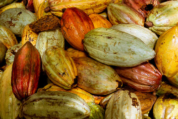 Ripe cocoa pods in soil to take away to process