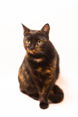 A black cat with red spots in full growth sits looking at the camera on a white background