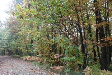 Liguria, Italy - October 24, 2021: Colorful autumn leaves fallen on the road. Beautiful texture with yellow and orange oak and maple leaves. Leaf fall concept background with raindrops, wallpaper.
