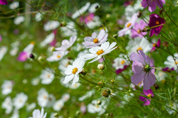 Pink cosmos flowers close up on flowers background