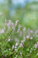 Heather on forest glade background close-up