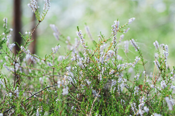 Heather on forest glade background close-up