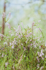 Heather on forest glade background close-up