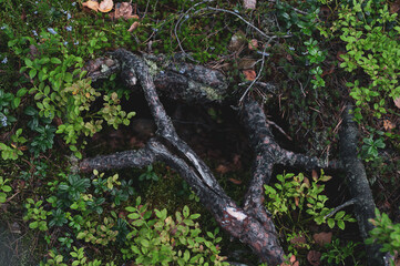 Accumulated roots tree protruding from ground outward close-up, texture background, top view