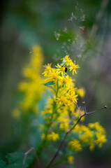 Yellow forest flowers close-up on a blurred background