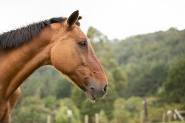 Naklejka premium portrait of a horse