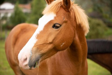 Fototapeta premium portrait of a horse