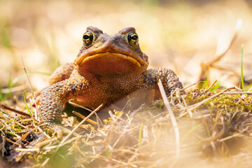Amphibian portrait - close-up