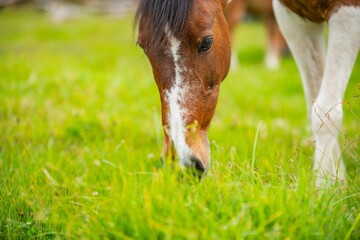 horse eating grass