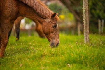 horse eating grass