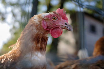 Ein glückliches Huhn im Freigehege.