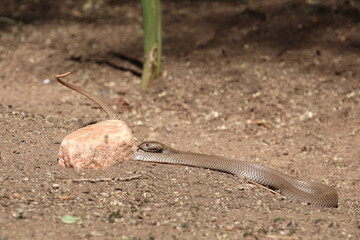 Mosambik-Speikobra / Mozambique spitting cobra / Naja mossambica