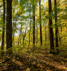 Morining sun shining through foests at the edge of the Sugar Hollow Reservoir in central Virginia,...