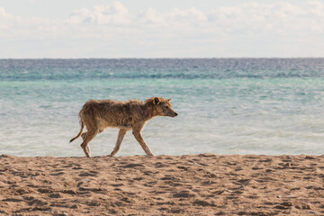 Coyote on a public beach at midday.  This old female coyote made her way along a busy public beach.  Shot in toronto’s iconic Beaches neighbourhood in the fall.