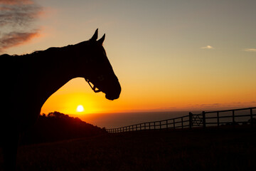 silhouette of the front of a horse at sunset. backlight. wooden fence. copy space, text space. dawn.