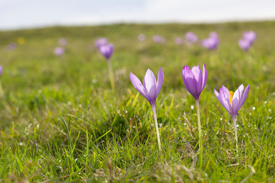 crocus nudiflorus flowers in the field. horizontal image. selective focus. copy space.