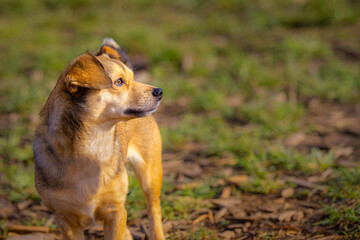 2021-11-01 A SMALL LIGHT BROWN DOG WITH A BRIGHT EYE LOOKING RIGHT WITH A BLURRY BACKGROUND