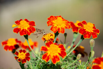 秋に咲く花　マリーゴールド　鹿児島県出水市