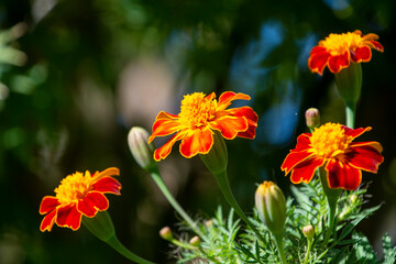 秋に咲く花　マリーゴールド　鹿児島県出水市
