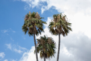 The beautiful beach front on the Island of Majorca in Spain showing palm trees with clouds in the sky