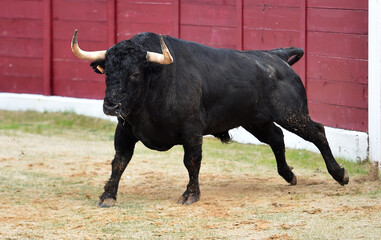 fighting bull with big horns running