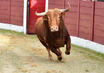 un poderoso toro español en una plaza de toros durante un espectaculo de toreo 