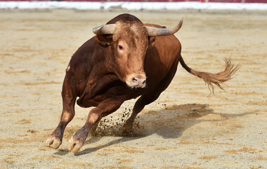 un poderoso toro español en una plaza de toros durante un espectaculo de toreo 
