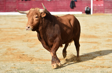 spanish bull in a traditional spectacle of bullfight