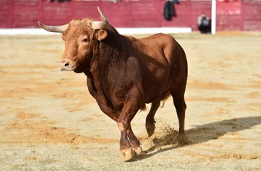 Foto auf Acrylglas Antireflex spanish bull in a traditional spectacle of bullfight © alberto